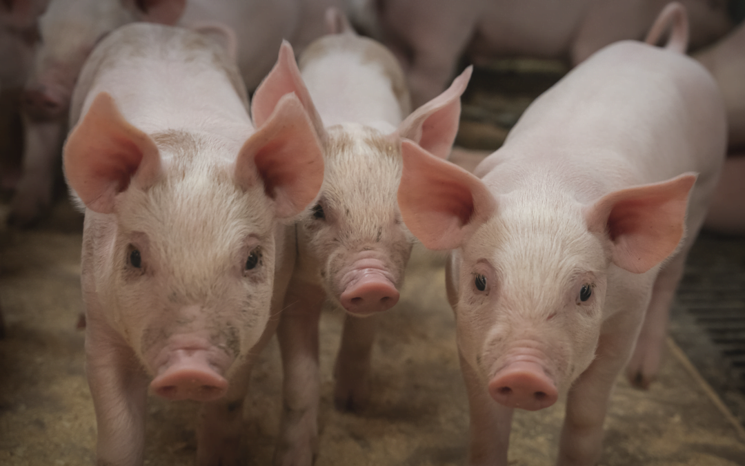 Produsentmøte for svineprodusentene i Prima