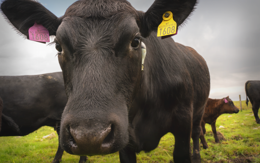 Merking av storfe til slakt