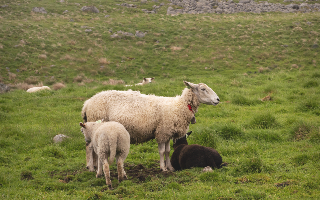 Leveringbetingelser Sau og Lam 2021 (oppdatert 01.11.21)