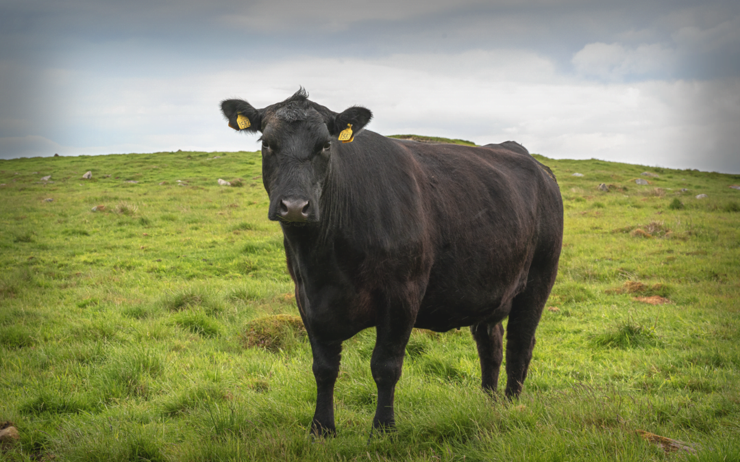 Sesong tillegg på storfe