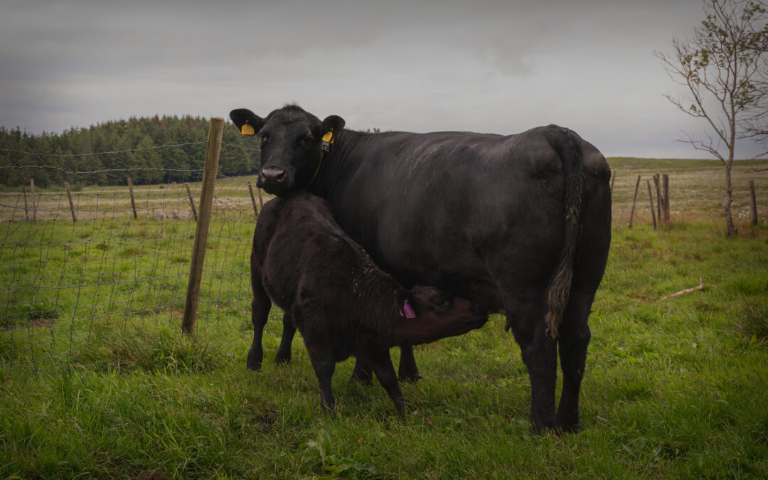 Kartlegging av ammeku-produksjonen i Rogaland