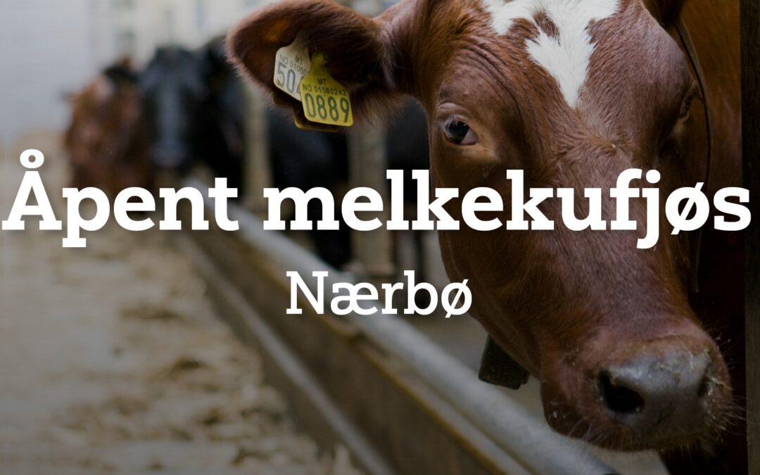 Åpent melkekufjøs 2. mars