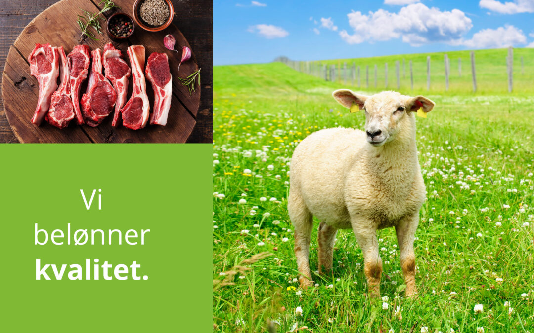 Vi trenger flere dyktige sauebønder med på laget!