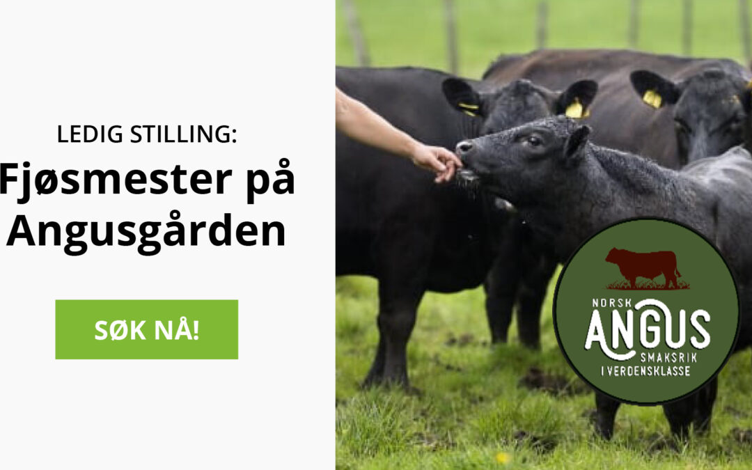 Ledig stilling: Fjøsmester på Angusgården
