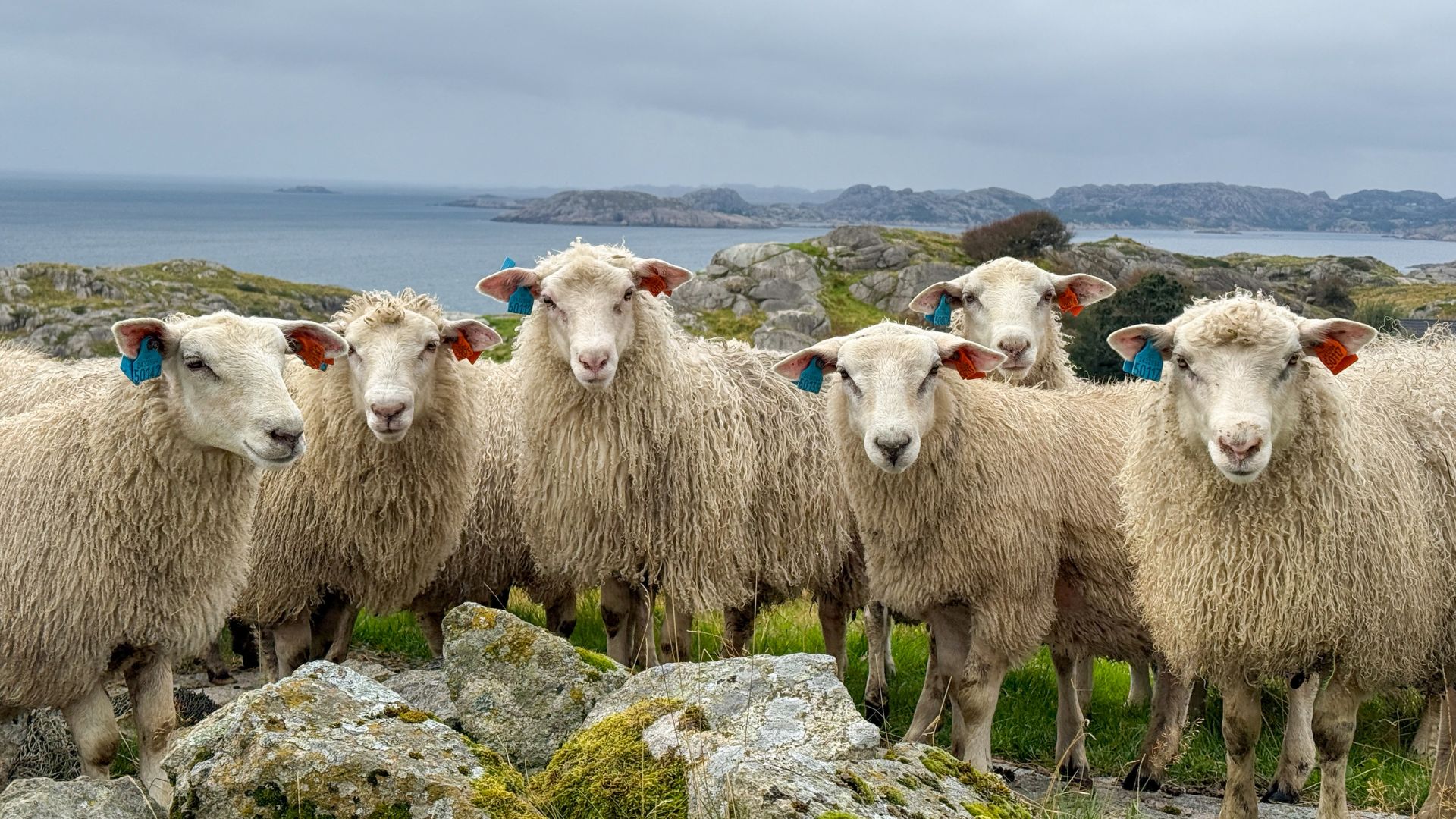 lam lam som ser mot kamera, med havet i bakgrunnen