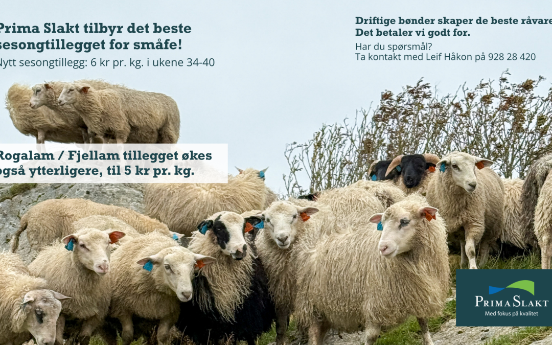 Nytt sesongtillegg på småfe