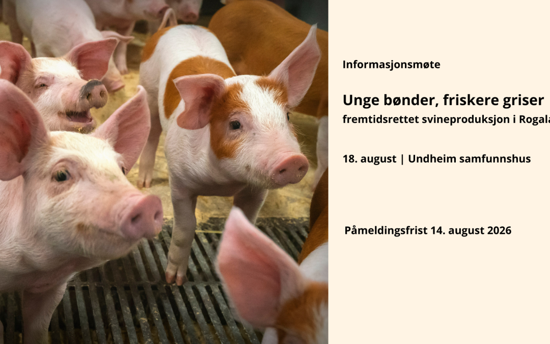 Unge bønder, friskere griser – fremtidsrettet svineproduksjon i Rogaland