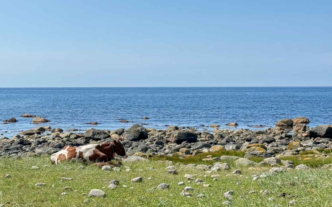 Klimakalkulatoren og klimatillegg